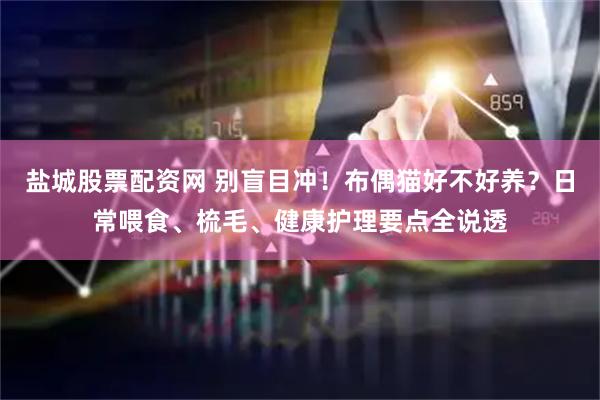 盐城股票配资网 别盲目冲！布偶猫好不好养？日常喂食、梳毛、健康护理要点全说透